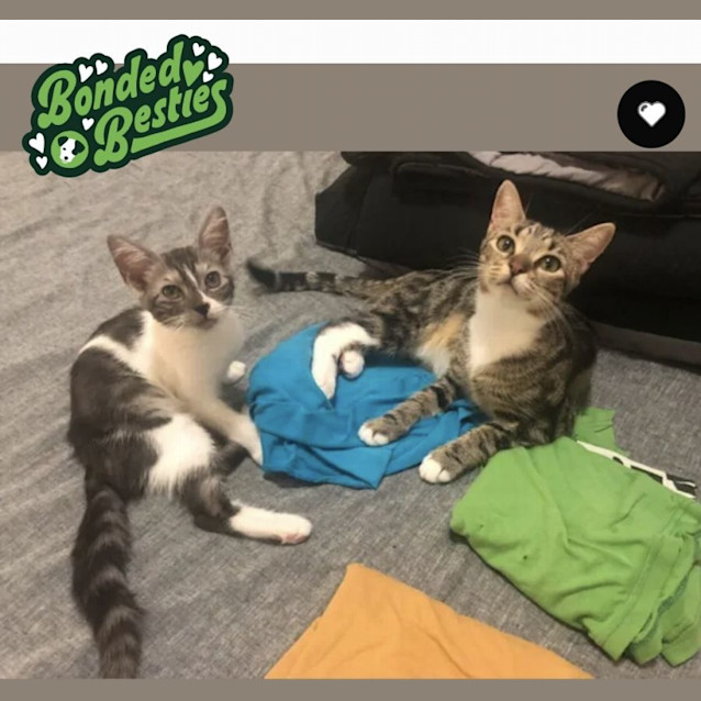 Photo of Penny & Luna