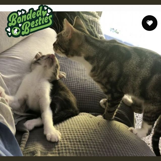Photo of Penny & Luna