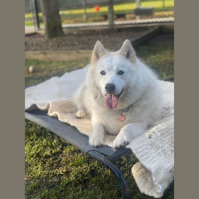Photo of Akira