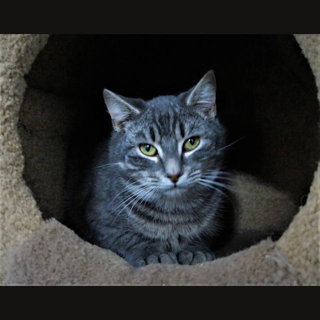 Photo of Percival 