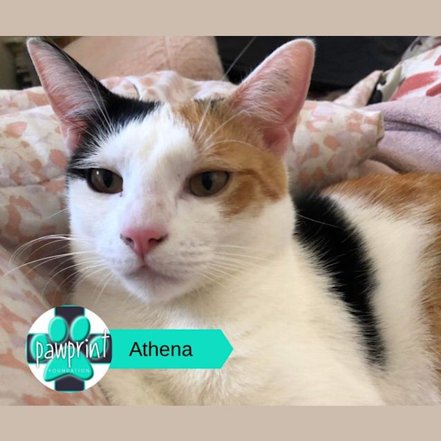 Photo of Athena