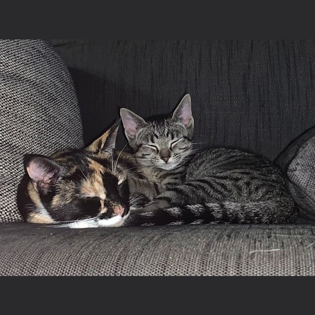 Photo of Fern And Finn