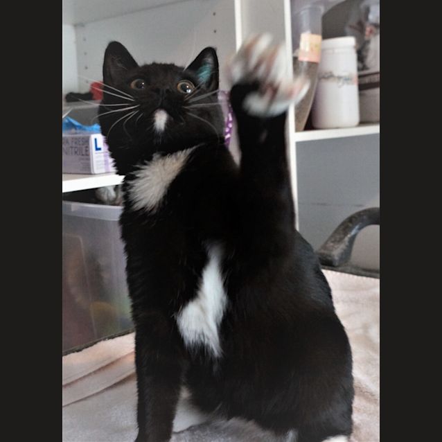 Photo of Tux