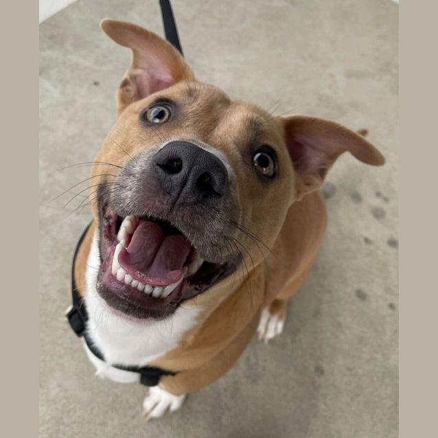 Photo of Odie (Was Meatball)