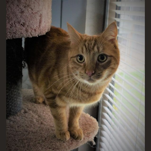 Photo of Garfield