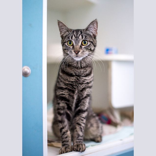 Photo of Smokey