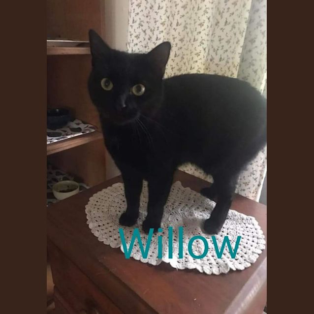 Photo of Willow