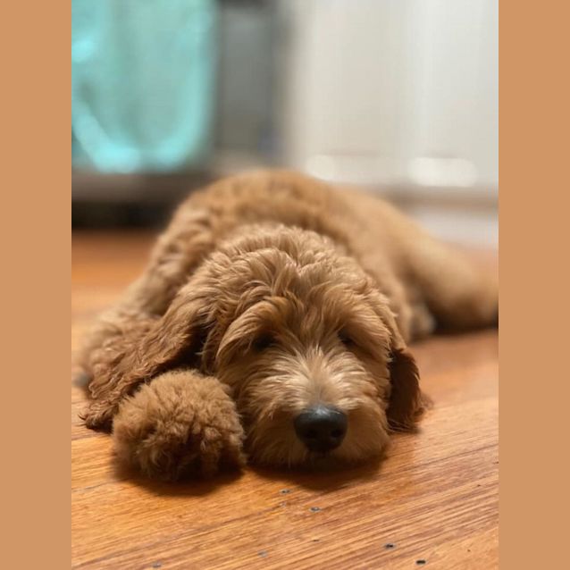 Photo of Mermaid  Groodle