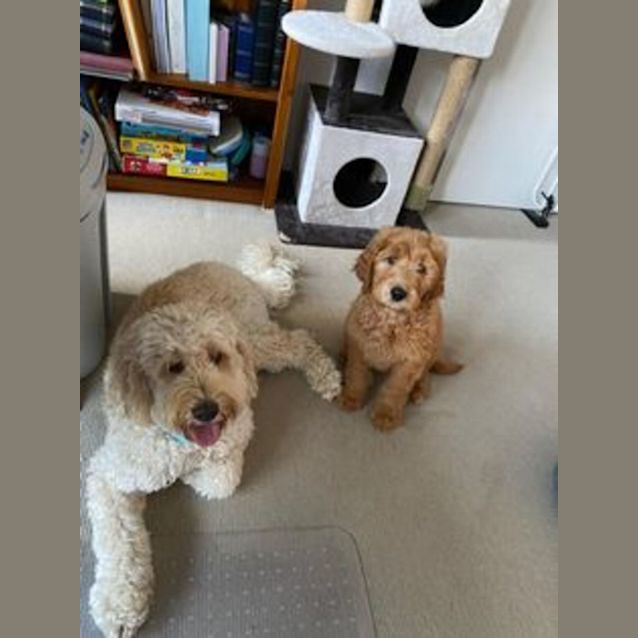 Photo of Belle  Groodle