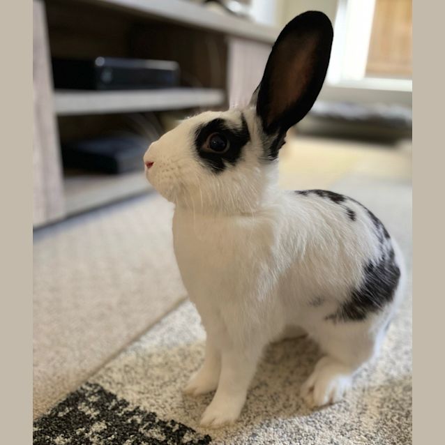 Photo of Moo Moo