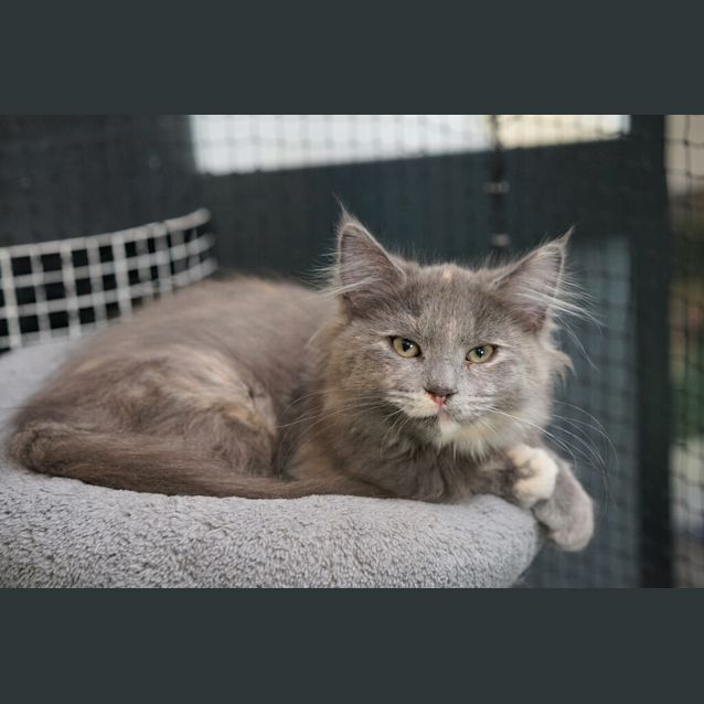 Photo of Crystal
