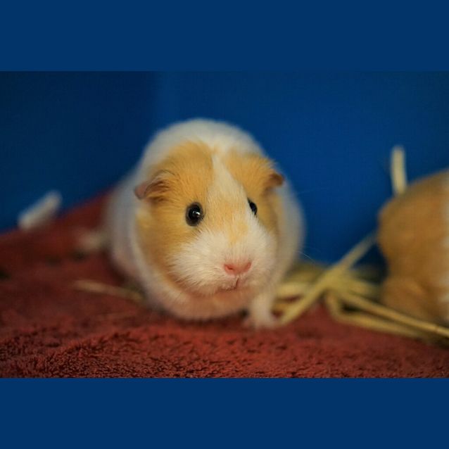 Photo of Penny