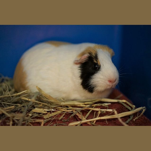 Photo of Coco