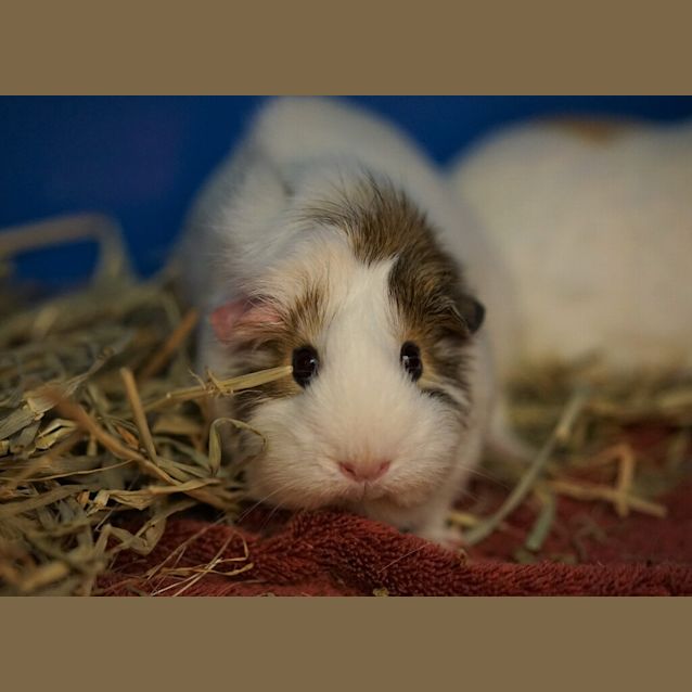 Photo of Polly