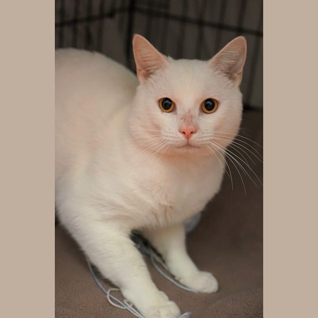 Photo of Cotton