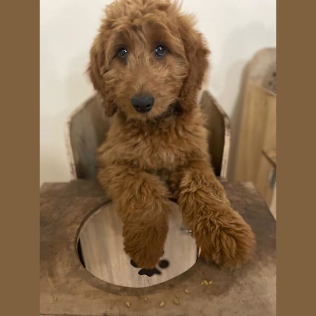 Photo of Bronte  Groodle