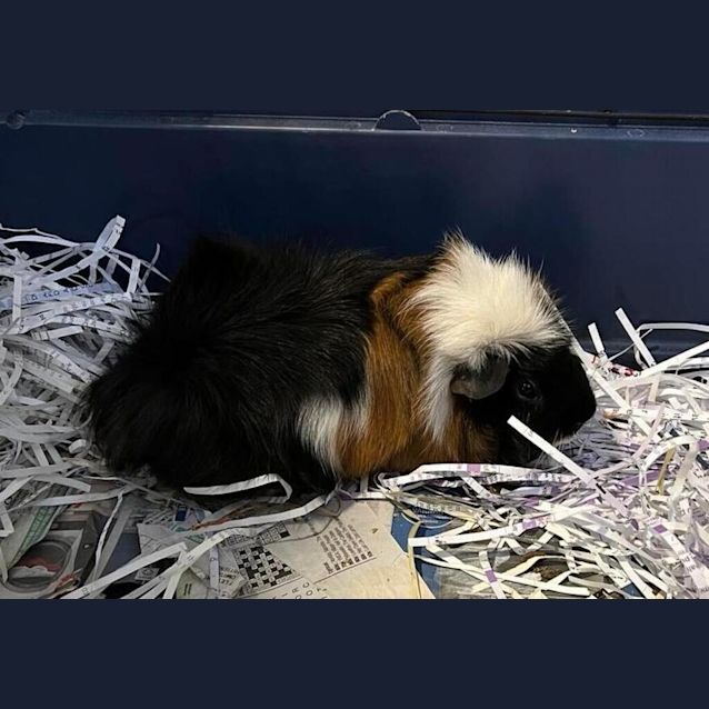 Photo of Cookie