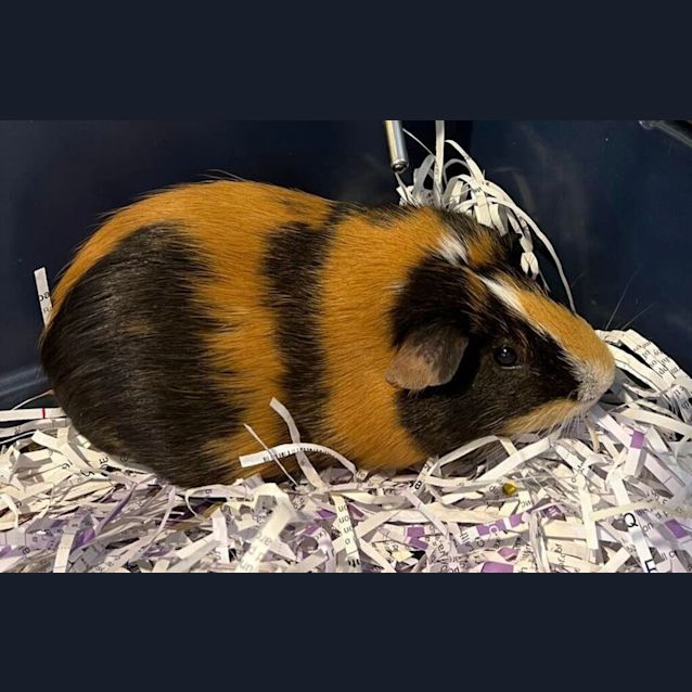 Photo of Thor
