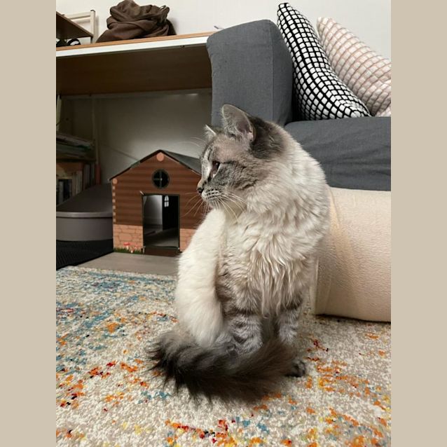 Photo of Nigella