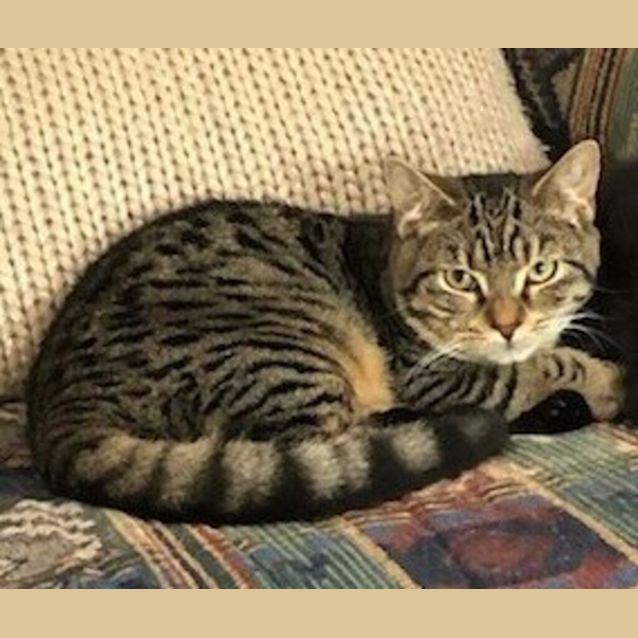 Photo of Bobcat