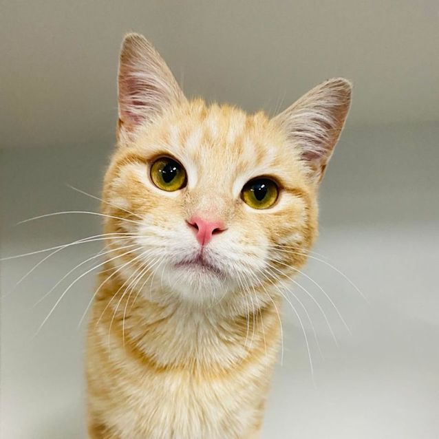 Photo of Olive   Located In Preston