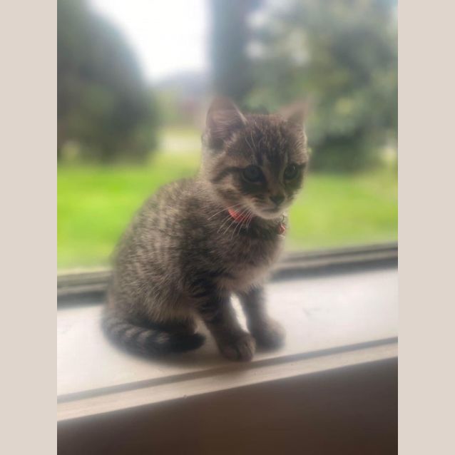 Photo of Floki