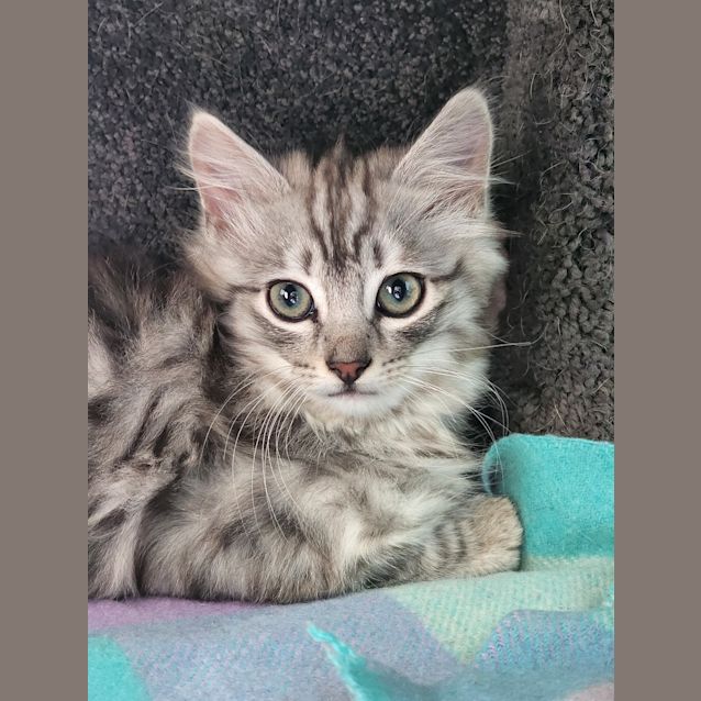 Photo of Nimbus