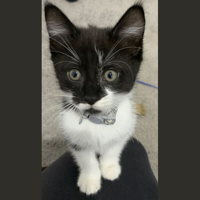 Photo of Bear @ Petstock Macquarie Centre