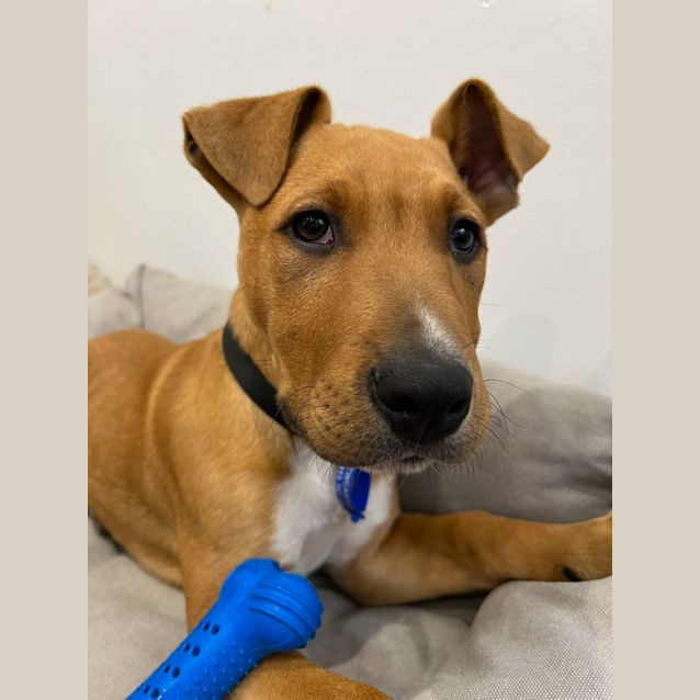 Photo of Ace ~ Mastiff X Puppy(on Trial 27/8/22)