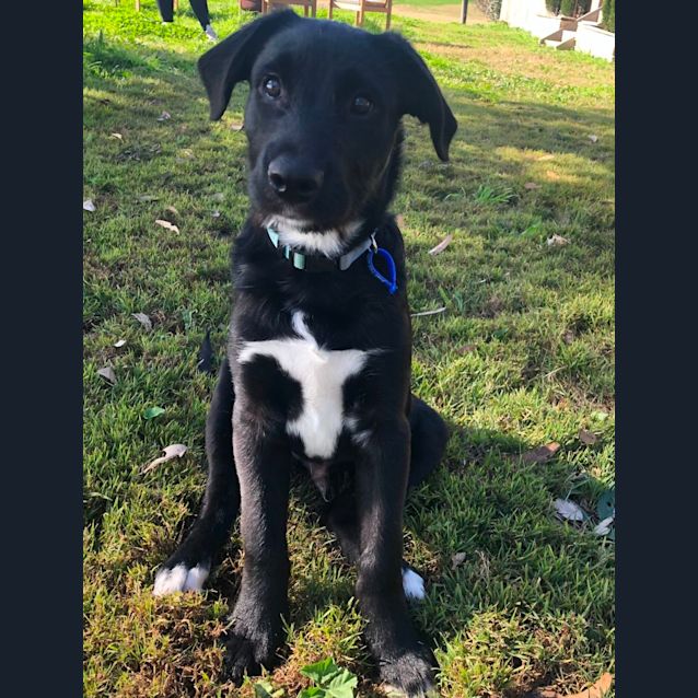 Photo of Paddington ~ 4mo Border Collie X(on Trial 7/8/22)