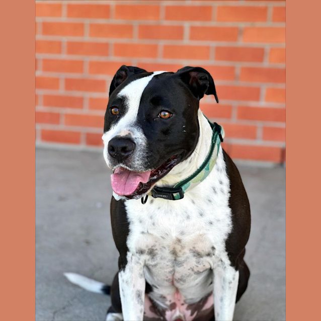 Photo of Darcy ~ 4.5yr Old Staffy(on Trial 14/8/22)