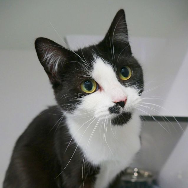 Photo of Kit Kat Rsua010099