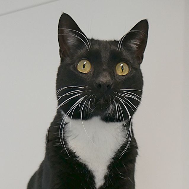 Photo of Socks Rsua004266