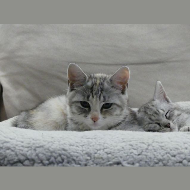 Photo of Chava And Kaddy