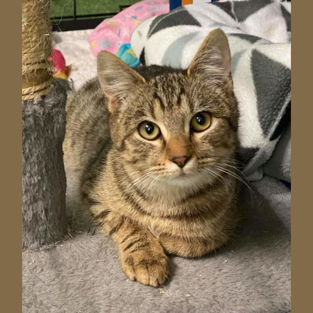 Photo of Tyke