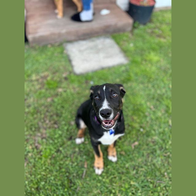 Photo of Arlo ~ 4mo Border Collie X(on Trial 9/8/22)