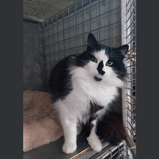 Photo of Sir Reginald Fluffybutt