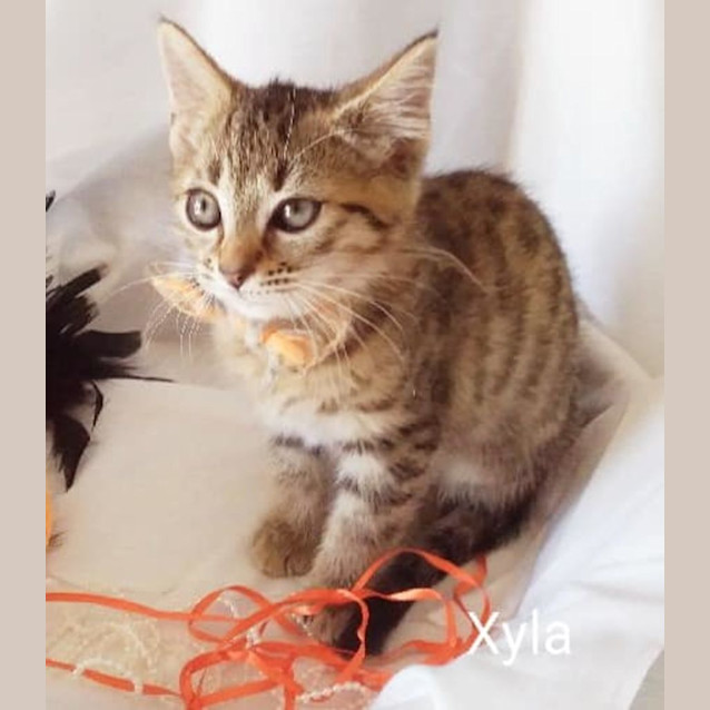 Photo of Xyla