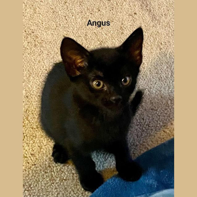 Photo of Angus