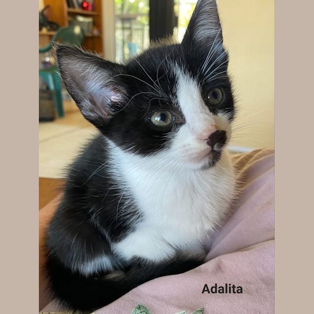 Photo of Adalite