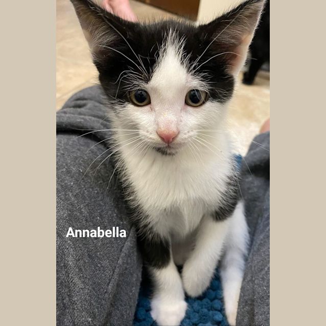 Photo of Annabella