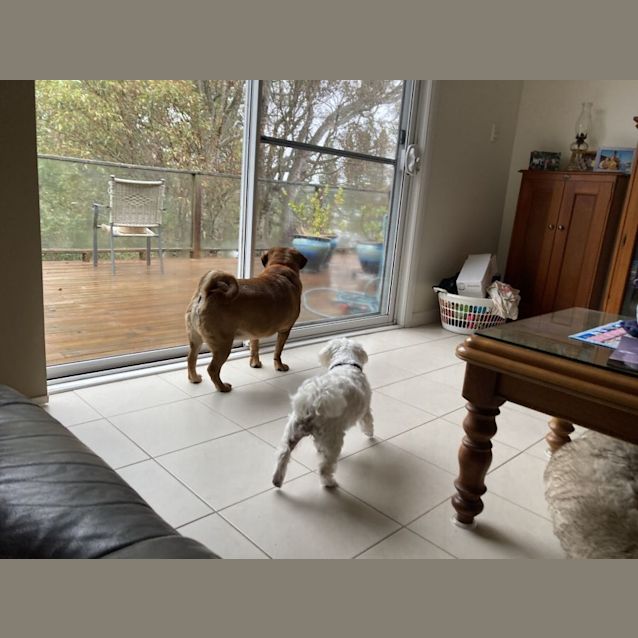Photo of Rufus 💎 Pugalier, 5yo (On Trial 13/8/22)