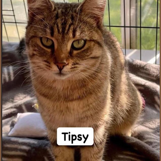 Photo of Tipsy 