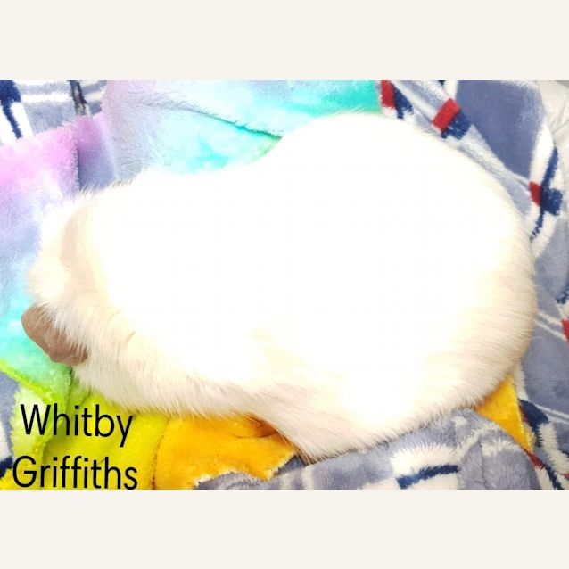 Photo of Whitby Griffiths