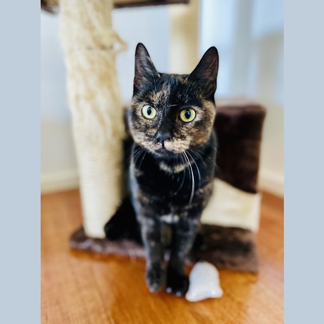 Photo of Luna