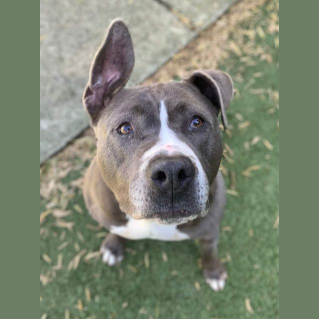 Photo of Indy