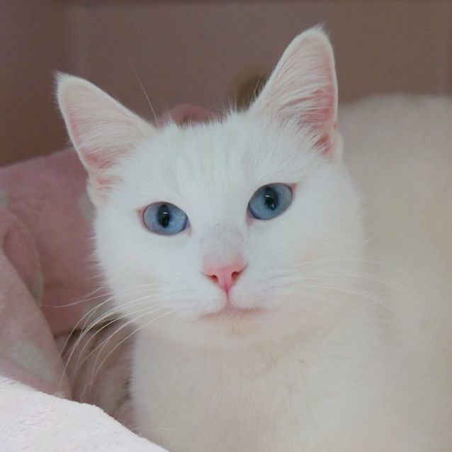 Photo of Lily Sua010161