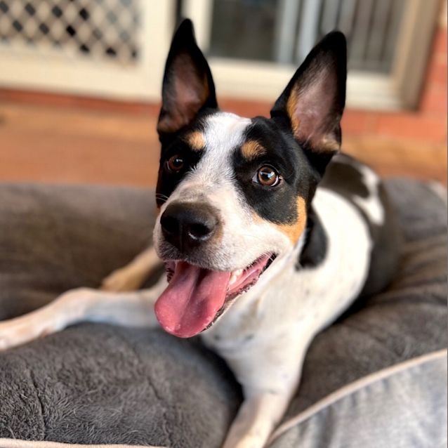 Photo of Cosmo