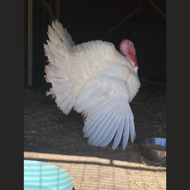 Photo of Sir Gareth Gobbles The Great