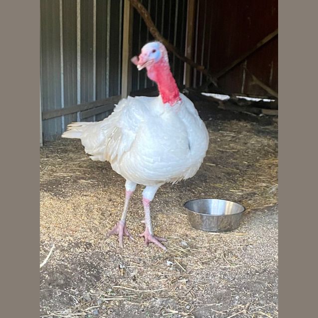 Sir Gareth Gobbles the Great - Male Turkey in NSW - PetRescue Sir Gareth Gobbles the Great - Male Turkey in NSW - PetRescue